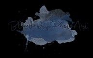 Logo Blueberry PhotoArt